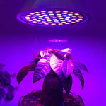 20W 60 LEDs Plant Growth LED Bulb, E27, E14