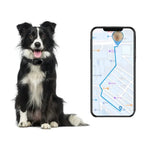 A happy dog with a waterproof GPS pet tracker collar sitting next to a phone displaying a map with its location.