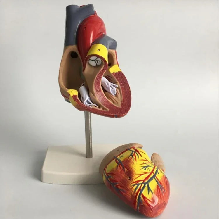 1: 1 Human Heart anatomical Model Medical Cardiology Heart anatomy teaching model with number mark, Human Heart Anatomical Model