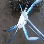 Crab Tongs Loach Tongs Sea Tool, 30cm Straight Clip, 38cm Straight Clip, 38cm Curved Clip, 53cm Ctraight Clip, 53cm Curved Clip