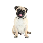 3D Simulation Dog Car Stickers Rain-Proof Sunscreen Car Sticker Scratch Shaving Decoration Stickers, Style 1 Small, Style 2 Small, Style 3 Small, Style 4 Small, Style 5 Small, Style 1 Large, Style 2 Large, Style 3 Large, Style 4 Large, Style 5 Large