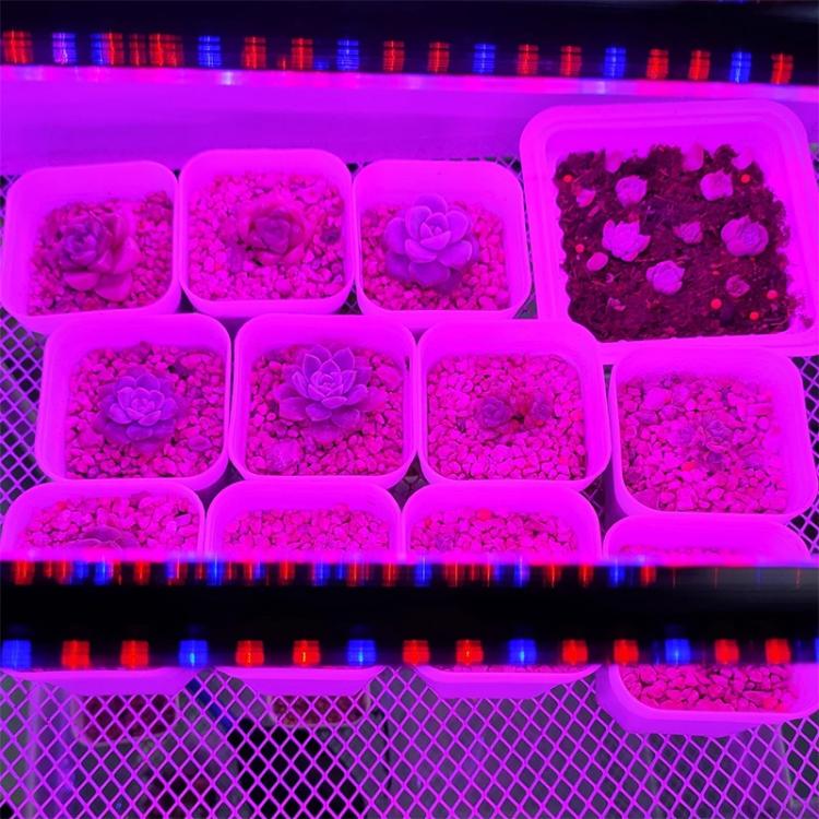 Clip-On Plant Grow Light Full Spectrum Plant Lights With Remote Control, 2 Head, 3 Head, 4 Head